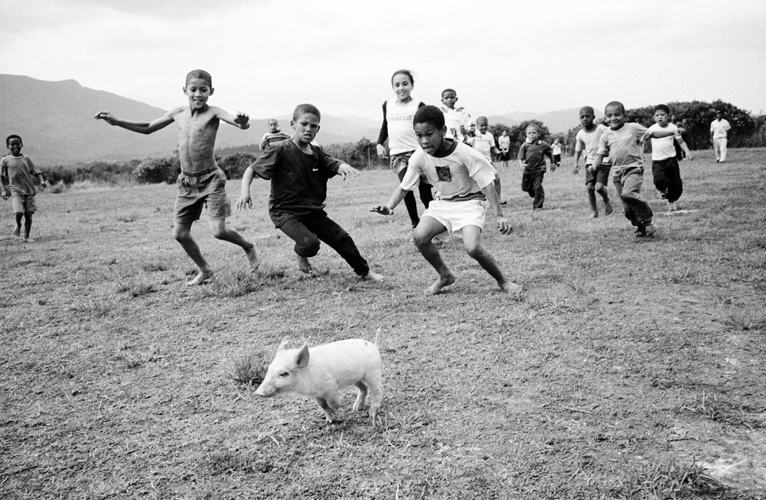 Photo of Children chasing pig at the Griekwe Sports Day, Knysna, Western Cape, 2001